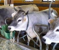 Grigio Alpine という品種の牛です。ブラウンスイス種と同じく口の周りが白い毛になっていて、よりかわいらしく見えます。