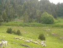 ラコーヌ種ともう一種類の羊を谷間の牧草地に連れて行き飼っています。