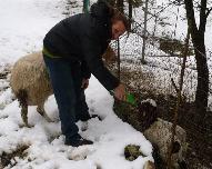 羊の親子がいる小屋に行って、生まれて間もない赤ちゃん羊に温めた牛乳を飲ませまるルイージさん。