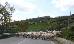 幸運にも羊の集団に道路上で出会いました。あと１分遅かったら、みんな牧草地に移動していて会えませんでした。