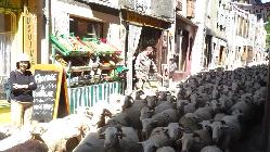 Transhumance ́AȔTɍsĂ܂B