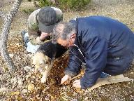 ここにあるよと前足で指し示したら、犬の仕事は終わりです。あとは人間がどこのあるか土を慎重に掘って探します。