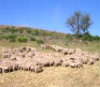 ロックフォールになる羊の放牧。（南フランス JUNE 2005)