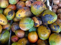 同じ日にスーパーの輸入マンゴーは、キロ４豪ドル。しかも防腐剤のおまけ付き。片や見栄えは悪いけど、キロ０．５豪ドルで１／８の安さ。しかも安全なマンゴー。