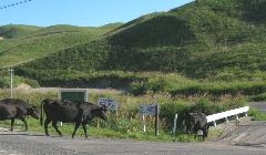 アスファルトの道路を悠々と歩く牛。飼い主は近くにいません。自分達で何処に行けばいいのかが分かっているのでしょうか？