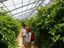７月（２００８）の沖縄南城市の熱田さんのパッションフルーツのハウスの様子です。南国の太陽の恵みを受けて、重油を使わないエコロジーな農業をされています。
