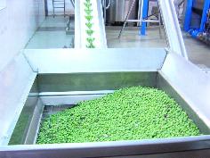 収穫されたオリーブがベルトコンベアーで