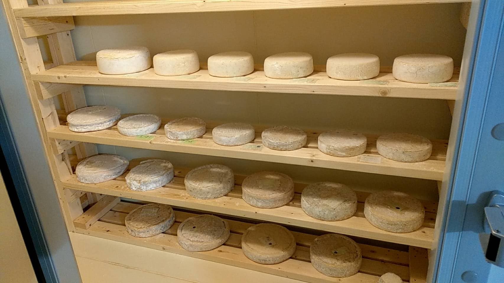 石狩産の羊乳１００％の石狩ひつじのチーズ